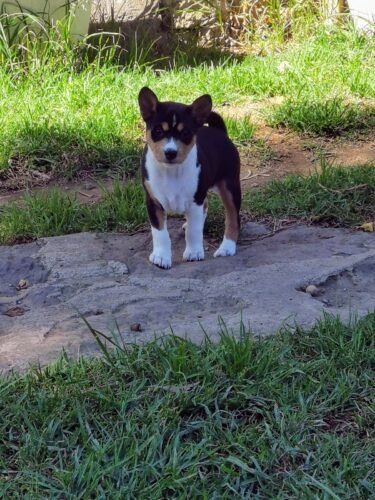 LOS BASENJIS GANADORES POR SIEMPRE