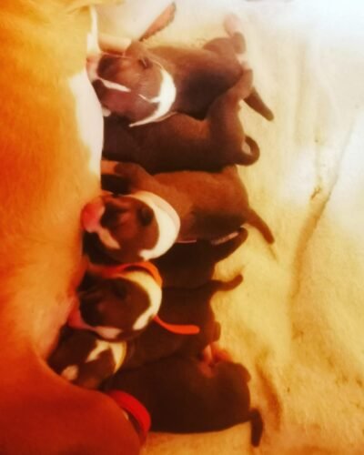 Curiosidades de los basenjis bbs.