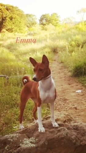 CARACTERISTICA DE LA RAZA BASENJI...COLA ENROSCADA