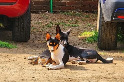 La Vida en El Basenji Dorado: Amor, Sol y Compañía