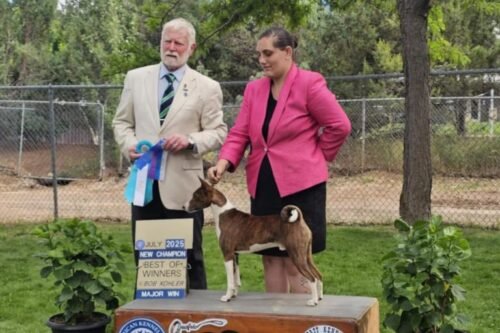 Traveler: Campeón Americano de El Basenji Dorado