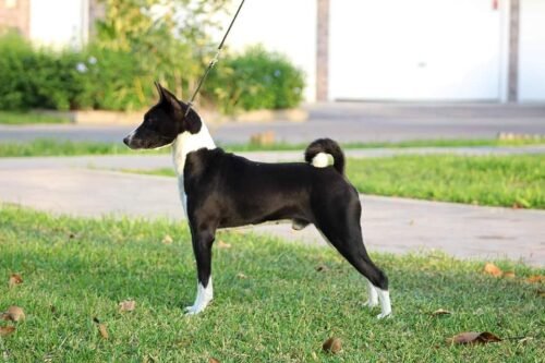 C-Quest Jokuba Zensational “Zen”: Elegancia y Carácter Basenji